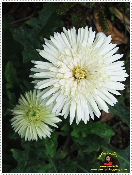 http://pim.in.th/images/pim-nature/2010Sep01/gerbera-07.JPG