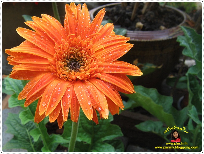 http://pim.in.th/images/pim-nature/flower_Feb2011/gerbera_02.JPG