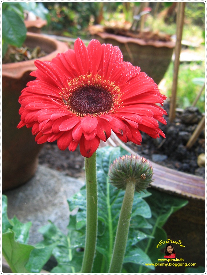 http://pim.in.th/images/pim-nature/flower_Feb2011/gerbera_04.JPG