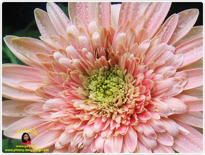 http://pim.in.th/images/pim-nature/flower_Feb2011/gerbera_10.JPG