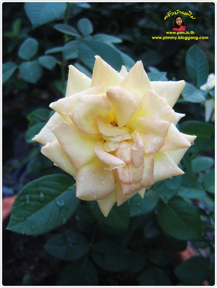 http://pim.in.th/images/pim-nature/flower_Feb2011/pim_rose_12.JPG