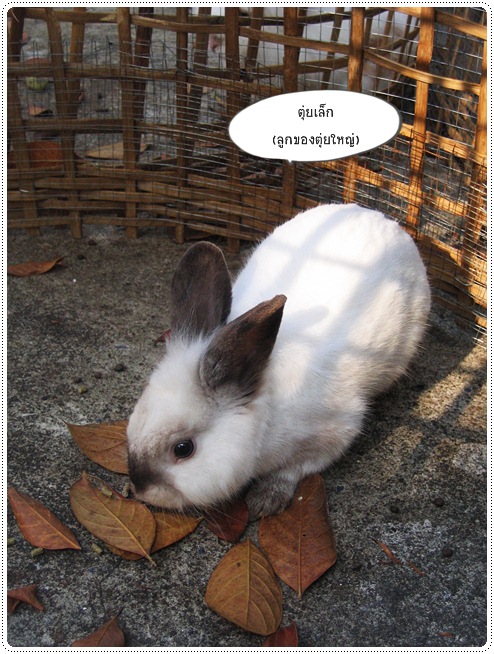 http://pim.in.th/images/pim-nature/rabbit2/04.JPG