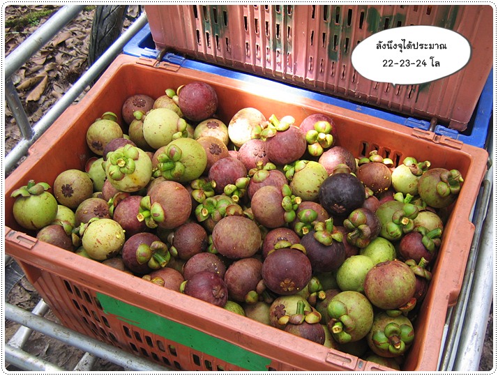 http://pim.in.th/images/pim-travel/chantaburi2554/mangosteen/mangosteen-11.JPG