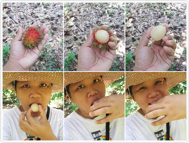 http://pim.in.th/images/pim-travel/chantaburi2554/rambutan/rambutan-08.jpg