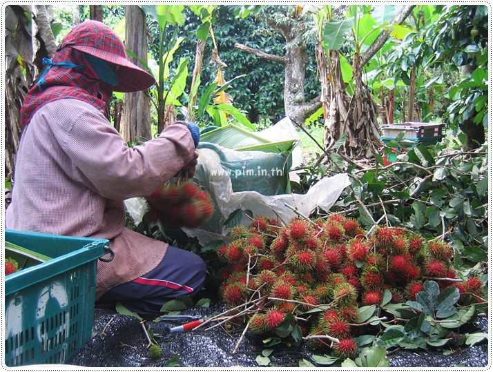 http://pim.in.th/images/pim-travel/chantaburi2554/rambutan/rambutan-21.JPG