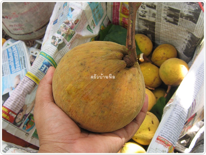 http://pim.in.th/images/pim-travel/chantaburi2554/santol/santol-07.JPG