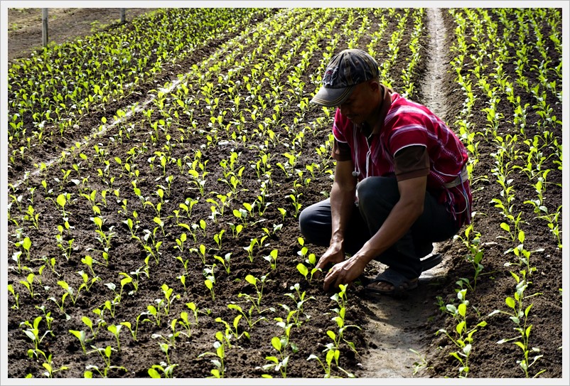 organic vegetable muangarng 17